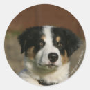 Search for border collie puppy stickers 12 weeks