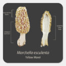Search for fungi stickers Morel