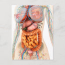 Search for digestion postcards Front view