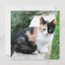 Search for cat square invitations Humour