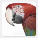 Recherche de parties du corps autocollants Nature