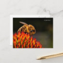 Search for pollinator postcards Pollination