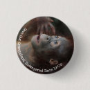Search for orangutans buttons Conservation