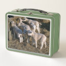 Search for sheep lunch boxes Lambs