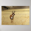Search for pronghorn posters Animal