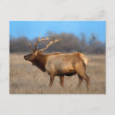 Recherche de élan cartes postales Bois