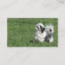 Recherche de tzu de shih cartes visite Animal