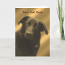 Search for lab” photography For her