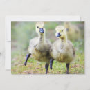 Search for canadian wildlife cards Canada goose