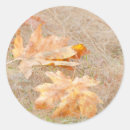 Search for maple leaves stickers Fall