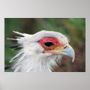 Recherche de secrétaire posters Oiseau