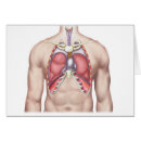 Recherche de sternum Diaphragme
