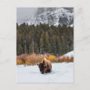 Recherche de photo de bison cartes postales Buffle
