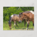 Recherche de île de poney Parc national