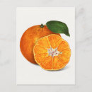 Recherche de mandarine cartes postales Orange