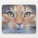Recherche de petit adorable électronique Chat