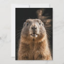 Recherche de marmotte invitations Faune