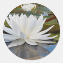 Search for water lily stickers Landscape