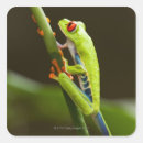 Search for red frog stickers Close up