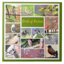 Recherche de rouge de dinde Canard