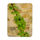 Search for hydrangea shrubs Plant