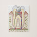 Search for dental puzzles Healthcare and medicine