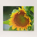 Search for giant sunflower puzzles Yellow