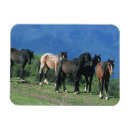 Recherche de mustang magnets Équestre