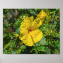 Search for big flower posters Hibiscus