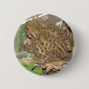 Search for toads buttons Nature