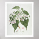 Search for c 5 posters Flowers