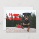 Search for rottie birthday cards Dog