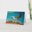 Search for pelican cards Photography