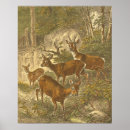 Recherche de chasse de cerfs communs posters Animal