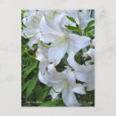 Recherche de lilium cartes postales Fleur