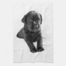 Recherche de labrador cuisine linges Animaux familiers