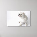 Search for veterinary art Humor