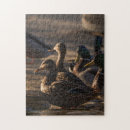 Recherche de ducks puzzles Animal