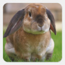 Search for cute brown bunny stickers Bunnies