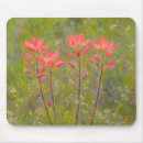 Recherche de fleurs sauvages tapis souris Prairie