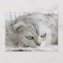 Recherche de chuchotement cartes postales Chat