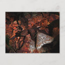 Recherche de camouflé cartes postales Insecte