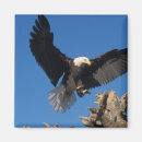 Recherche de prédateur magnets Aigle