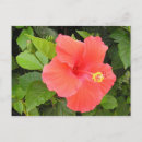 Recherche de hibiscus cartes postales Botanique