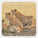 Search for kenya lion stickers Side view