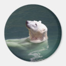 Recherche de ours blanc magnets Animal