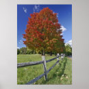Search for maples posters Tree