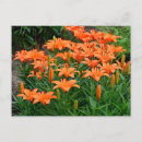Search for orange lily postcards Botanical