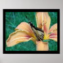 Recherche de papillon monarque posters Fleur