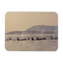 Recherche de orque magnets Animal